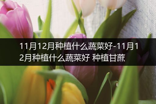 11月12月种植什么蔬菜好-11月12月种植什么蔬菜好 种植甘蔗