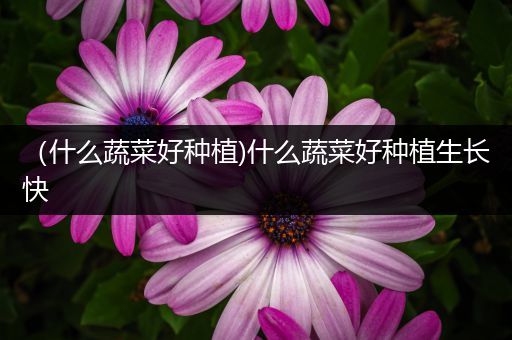 （什么蔬菜好种植)什么蔬菜好种植生长快