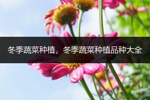 冬季蔬菜种植，冬季蔬菜种植品种大全