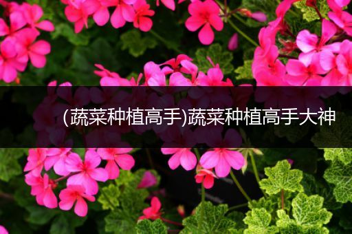 （蔬菜种植高手)蔬菜种植高手大神