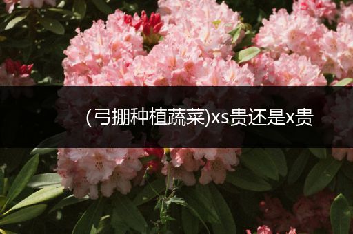 （弓掤种植蔬菜)xs贵还是x贵