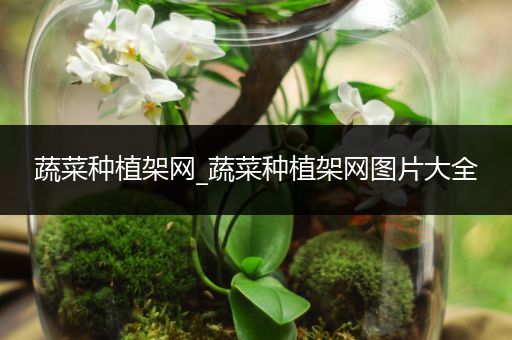 蔬菜种植架网_蔬菜种植架网图片大全