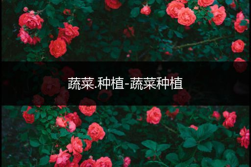 蔬菜.种植-蔬菜种植