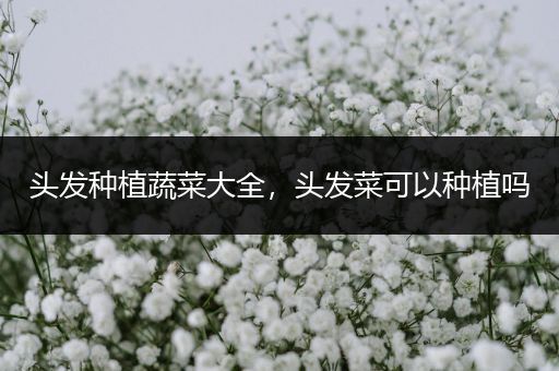 头发种植蔬菜大全，头发菜可以种植吗