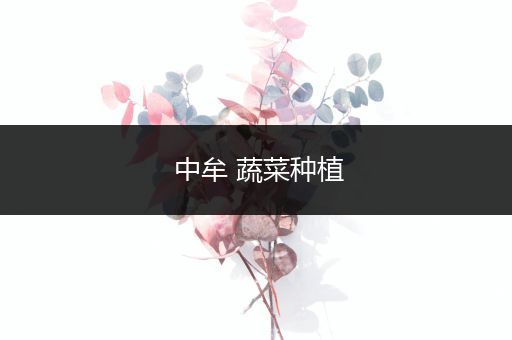 中牟 蔬菜种植