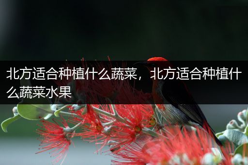 北方适合种植什么蔬菜，北方适合种植什么蔬菜水果