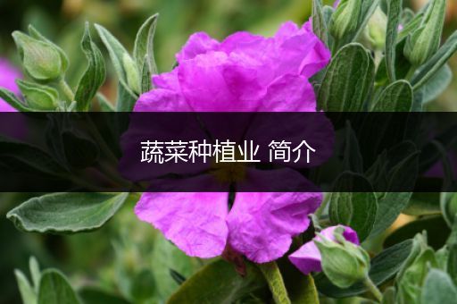 蔬菜种植业 简介