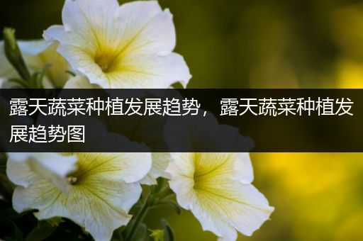 露天蔬菜种植发展趋势，露天蔬菜种植发展趋势图