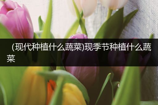 （现代种植什么蔬菜)现季节种植什么蔬菜