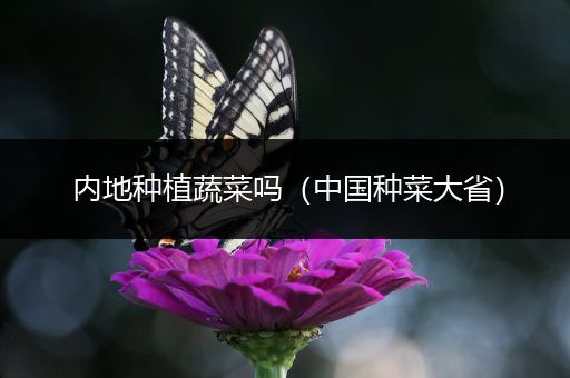 内地种植蔬菜吗（中国种菜大省）