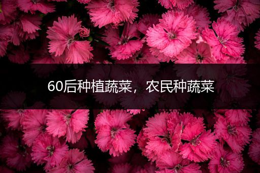 60后种植蔬菜，农民种蔬菜