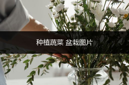 种植蔬菜 盆栽图片