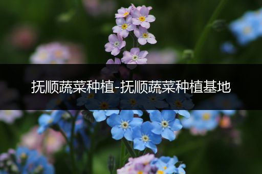 抚顺蔬菜种植-抚顺蔬菜种植基地