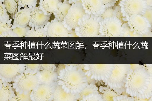 春季种植什么蔬菜图解，春季种植什么蔬菜图解最好