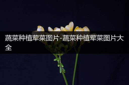 蔬菜种植荤菜图片-蔬菜种植荤菜图片大全