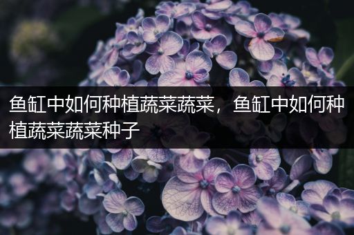 鱼缸中如何种植蔬菜蔬菜，鱼缸中如何种植蔬菜蔬菜种子