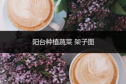 阳台种植蔬菜 架子图