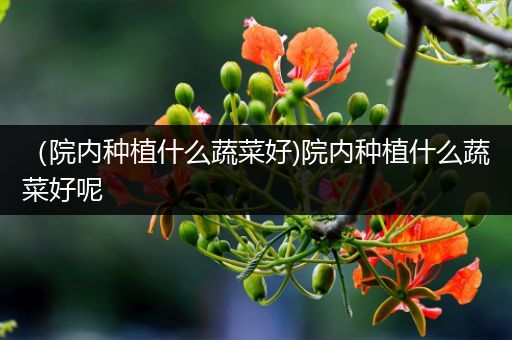 （院内种植什么蔬菜好)院内种植什么蔬菜好呢