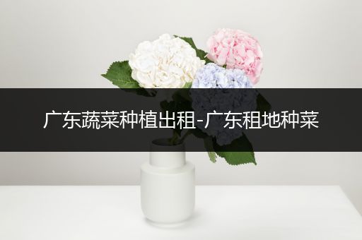 广东蔬菜种植出租-广东租地种菜