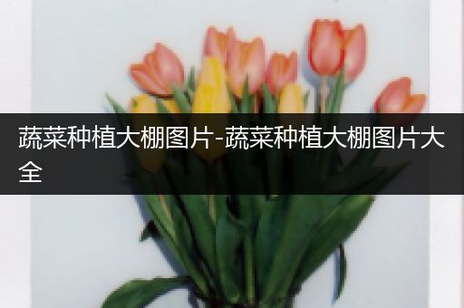 蔬菜种植大棚图片-蔬菜种植大棚图片大全